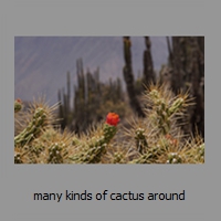 many kinds of cactus around